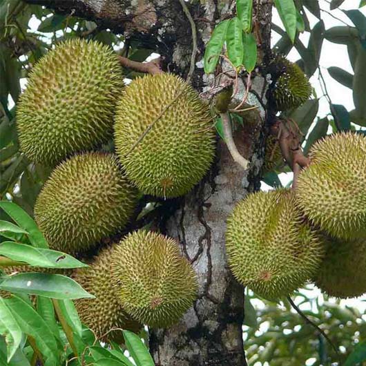 jual bibit durian musangking super sambungan menyatu kokoh kualitas Samarinda