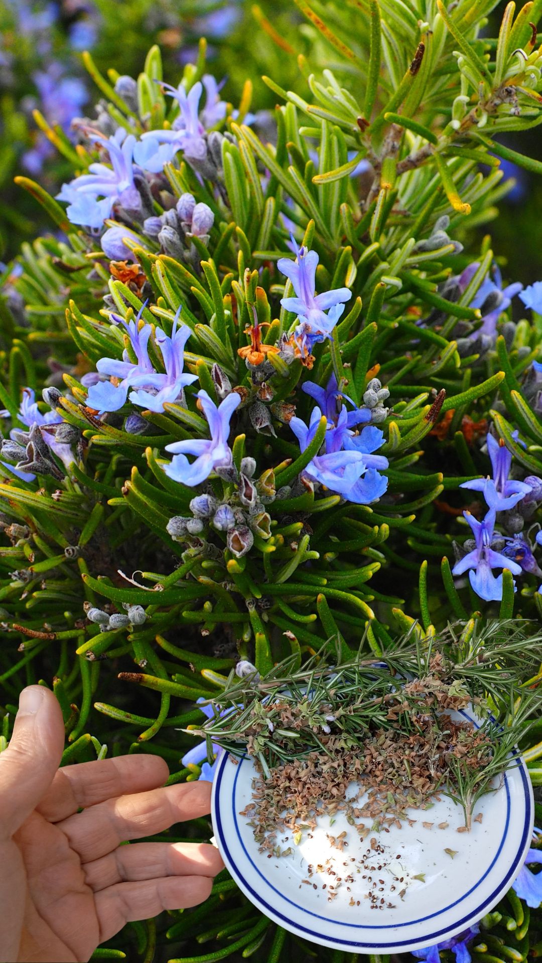 Starting rosemary from seeds indoors is a gratifying experience that allows you to enjoy this versatile herb throughout the year. By following these step-by-step instructions and providing the proper care, you'll soon have a thriving indoor rosemary garden to enhance your culinary creations.