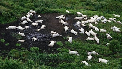 La tragedia del lago Nyos