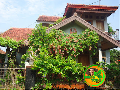 FOTO : Tanaman Melati Belanda (Chinese Honeysuckle) dirambatkan di pergola / kanopi dan pagar rumah amang.