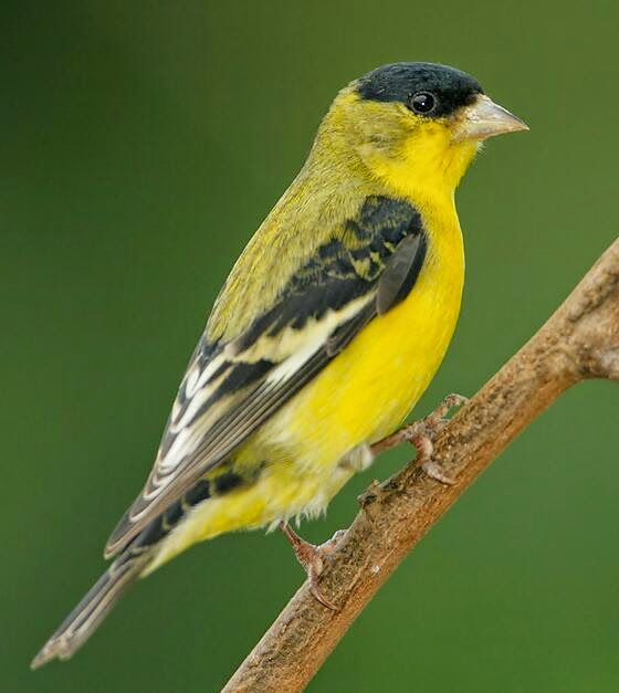 Suara burung lesser goldfinch