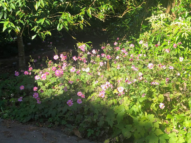 Visite du jardin botanique de San Francisco