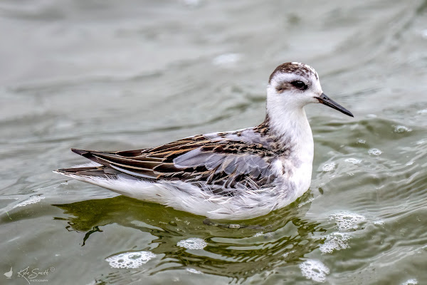 Grey phalarope