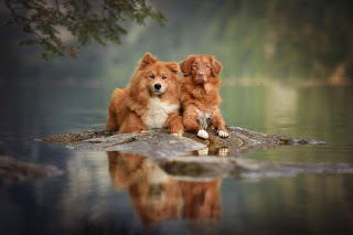 Fotógrafa registra o brilho da alma dos cães em linda paisagens da Áustria 