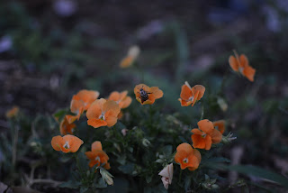 荻窪公園の紫陽花2015