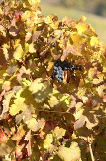 image of grapes on the vine