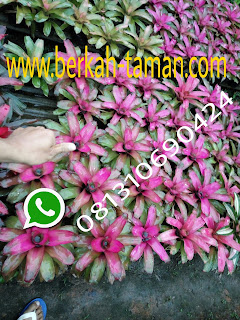 Bromelia pink deborah