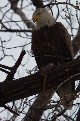 Bald Eagle lurking in his perch , chris Baer, minnesota 