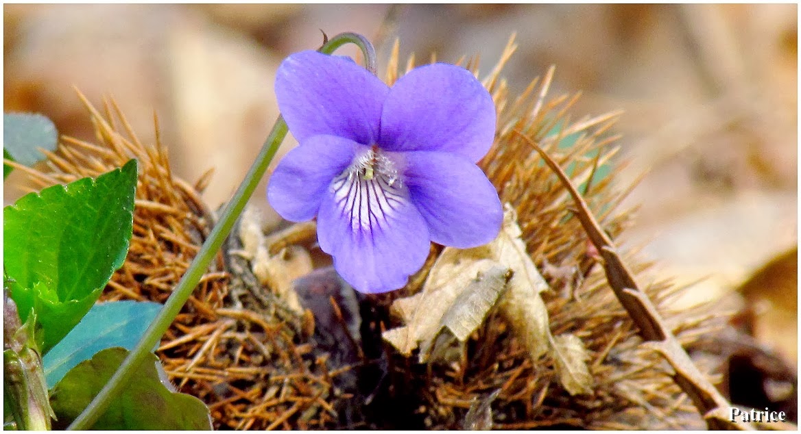 Belle fleur bleue dans le bois.