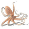 Report Text About Octopus Dan Artinya