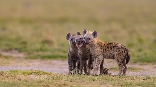 Hyenas Cubs