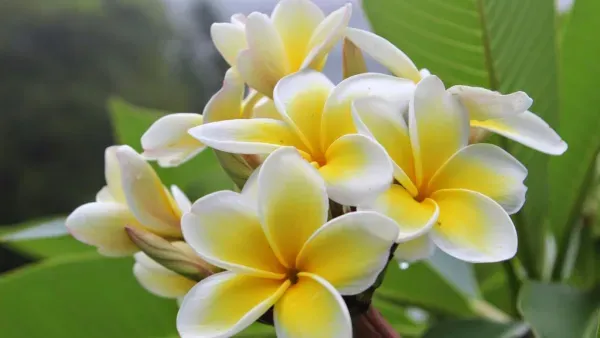 Plant-Care-Growing-Plumeria-Jasmine-Manga-Plant