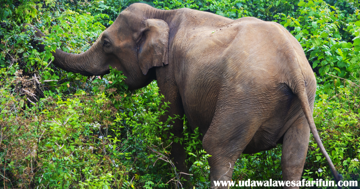 A male elephant tries to eat leaves and branches