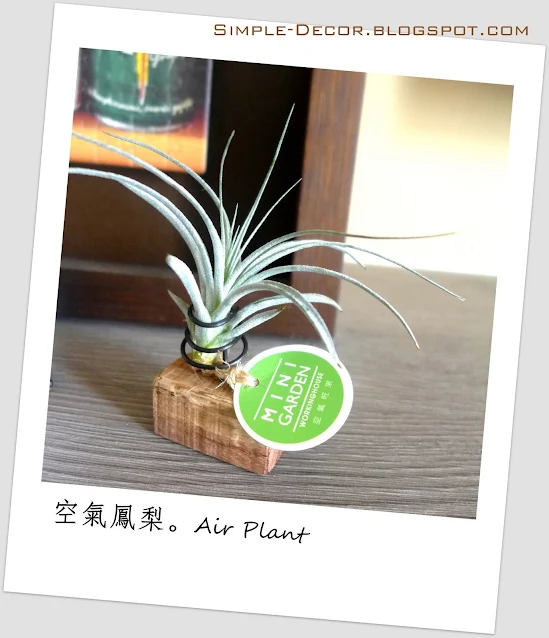 http://simple-decor.blogspot.tw/2016/03/greeny-garden-air-plant.html