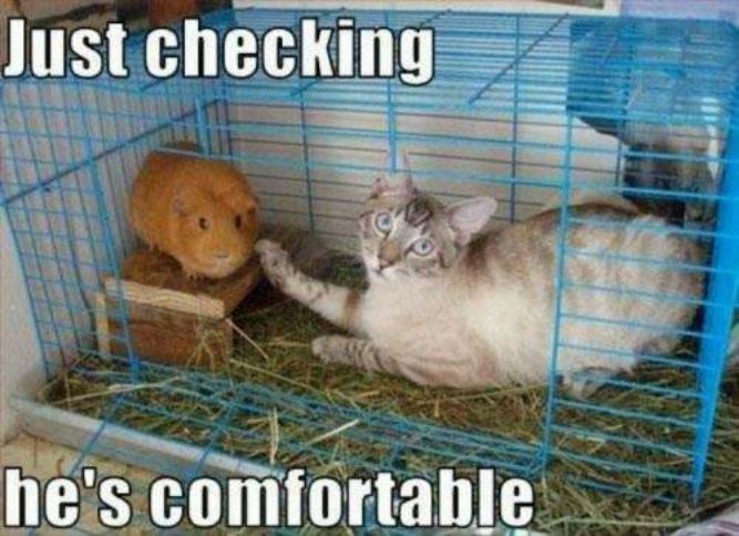 Just checking, he's comfortable! - Funny Cat Memes, pictures, photos, images, pics, captions, jokes, quotes, wishes, quotes, SMS, status, messages, wallpapers.