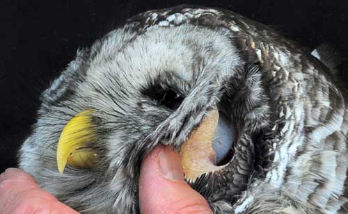 telinga burung hantu