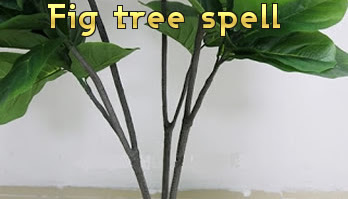 Fig Tree spell