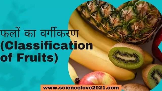 फलों का वर्गीकरण (Classification of Fruits)|hindi