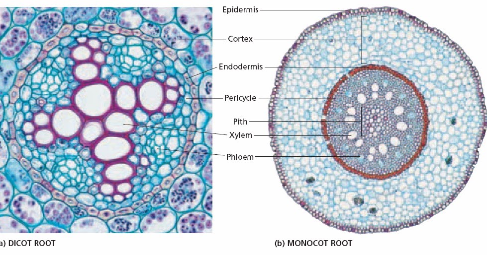 biologi Laporan struktur  tumbuhan Monokotil  dan  Dikotil 