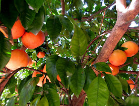 Ecology of fruits