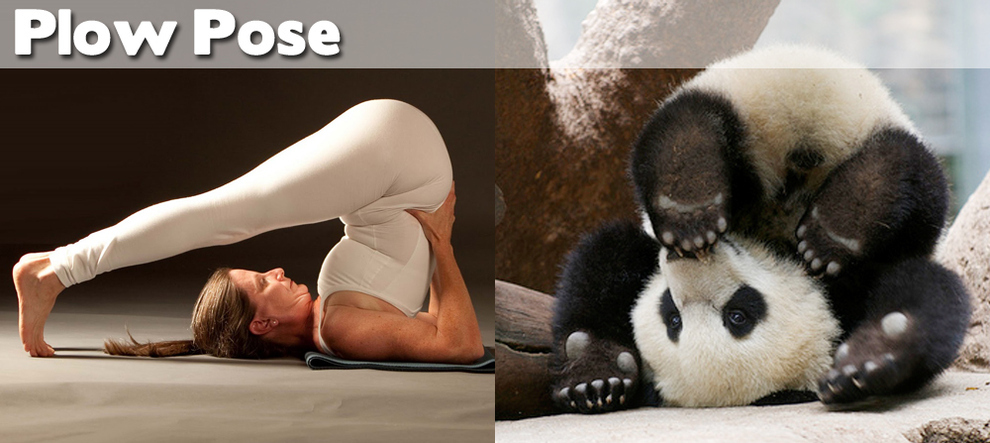 Yoga Poses yoga Demonstrating  poses Funny Animals jokes