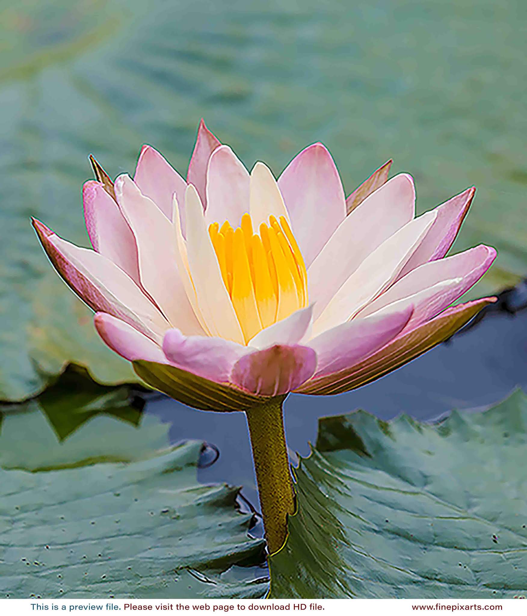 White water lily flower 0006