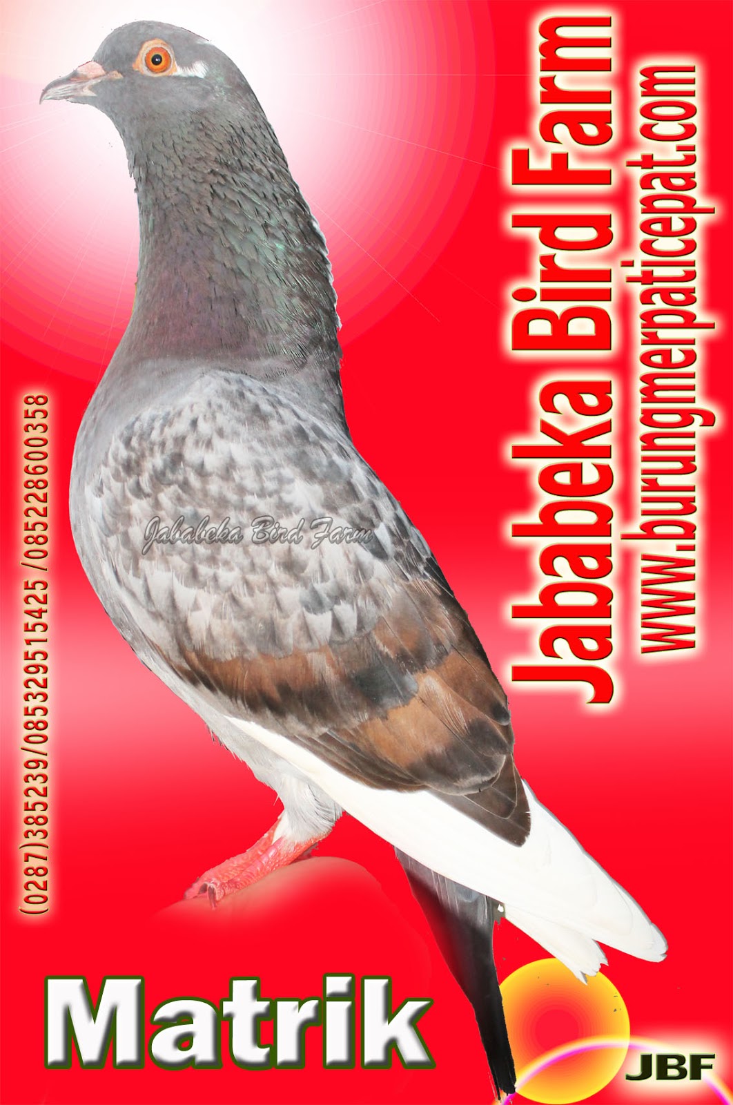 0287 382807 085228600358 085329515425 Burung Merpati Kolongan