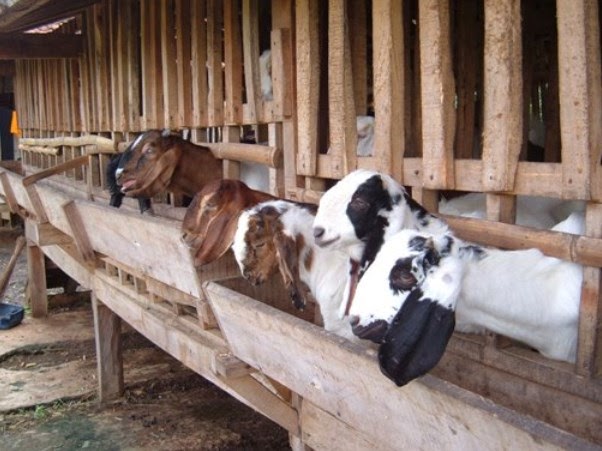 Peluang Usaha Ternak Kambing yang Menguntungkan | Peluang ...