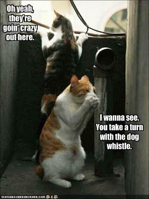 funny cats and dogs. funny cats and dogs