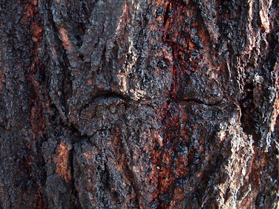 elm tree identification guide. elm tree identification guide. elm tree identification guide. elm tree identification guide. Feynman. Apr 5, 06:27 PM