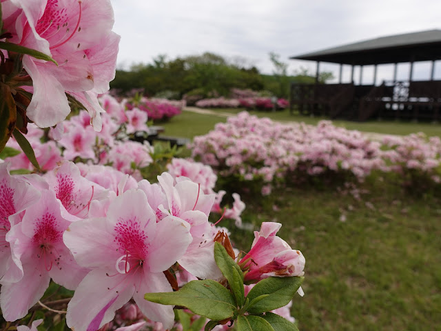 島根県松江市美保関町美保関　五本松公園　ツツジ（躑躅）