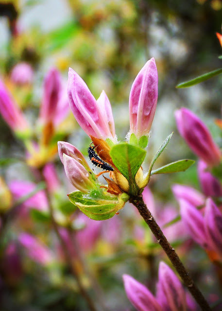 West Virginia photography flower flora insect