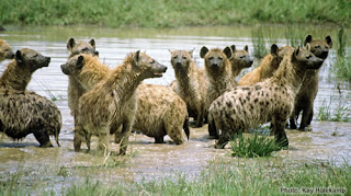 hyena