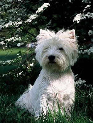 Cute West Highland White Terrier Puppies Photos 3