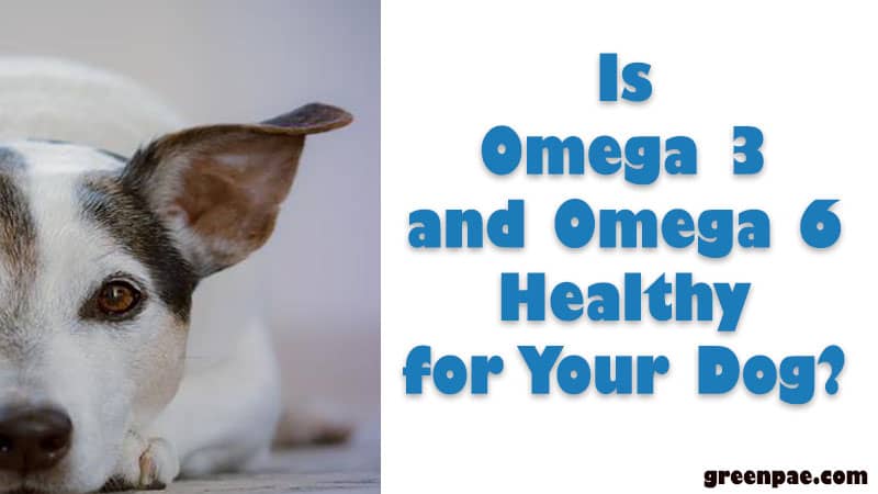 Is Omega 3 and Omega 6 Healthy for Your Dog