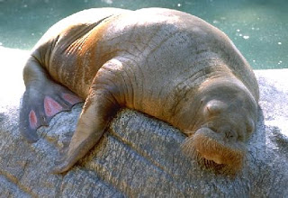 Walrus Wrinkles