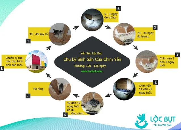 Chu kỳ sinh sản của chim yến trong 1 mùa.