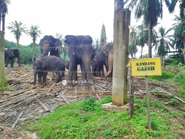 Konservasi Gajah Tangkahan