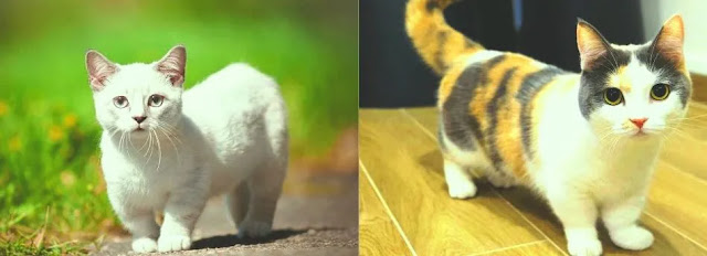 cat breeds,cat,smallest cat breeds,smallest cat,small cat breeds,smallest cat species,smallest cat breed,smallest cat in the world,rarest cat breeds,best cat breeds,cat breed munchkin,smallest cat breeds in the world,munchkin cat,smallest cat breeds list,munchkin cat health,the smallest cat,smallest cat breed domestic,cutest cat breeds in the world,munchkin cat breed,smallest cats in the world,bengal cat,burmese cat,large cat breeds,smallest