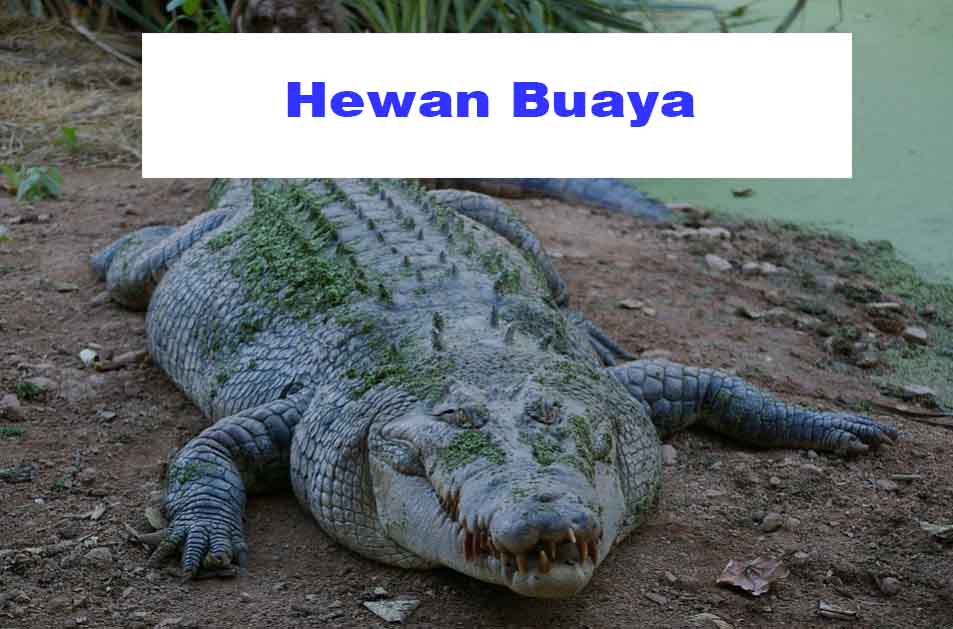  Hewan  Buaya Deskripsi Ciri Jenis Manfaat dan  Bahaya 