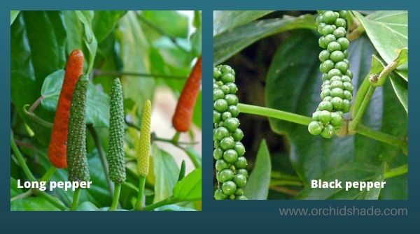 Black piper chaba with betel leaves