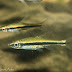 Trigonopoma gracile - Marcel Neon Rasbora