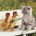 5 Funny Animal Pictures Capture at Best Moment