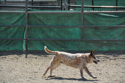 fat dog running