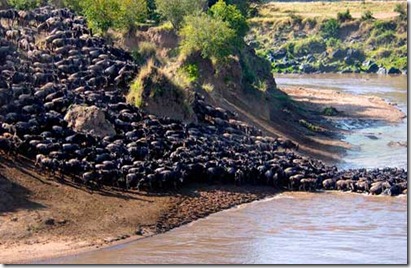 Serengeti - göç 1