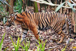 Harimau Sumatra