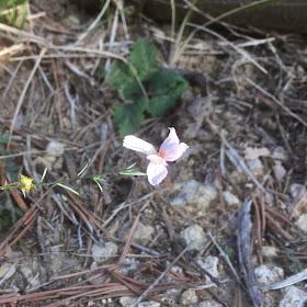 linium tenuifolium dans la nature