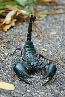 Scorpion as Pets Unique