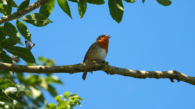 Robin in full song