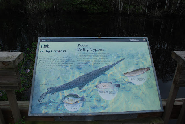 Big Cypress National Preserve